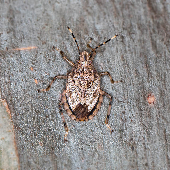Shield Bug (Anchises parvulus) (Anchises parvulus)